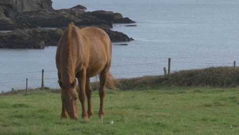 El-Caballo-Pasta-En-Un-Pasto-En-Holy-Island,-Anglesey,-Gales