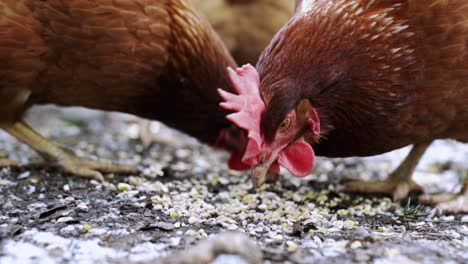 chickens eating seeds in slow motion