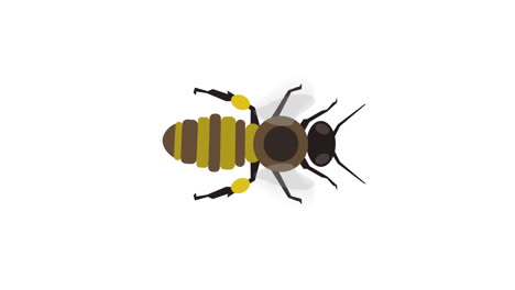 honey bee hovering in flight, animation, seamless loop, illustration cartoon, vertical video