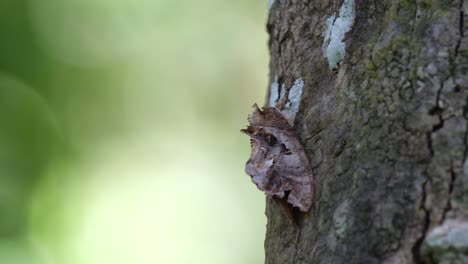 polilla que parece una parte de la corteza de un árbol como se ve en lo profundo del bosque durante la tarde en el parque nacional de khao yai, tailandia