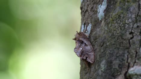 moth looking like a part of the bark of a tree as seen deep in the forest during the afternoon in khao yai national park, thailand