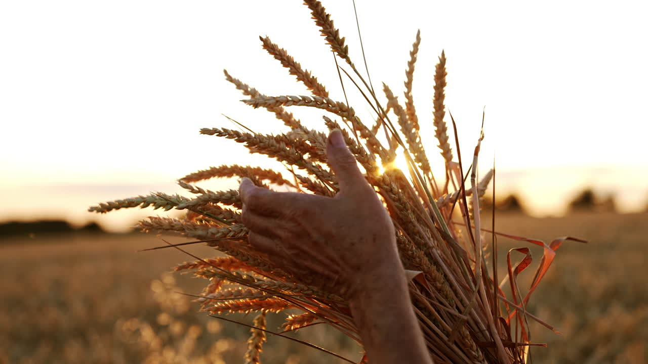 Hand of an old person stroking every era of corn in the bunch. Setting sun in the wheat field at backdrop in blur. Close up.