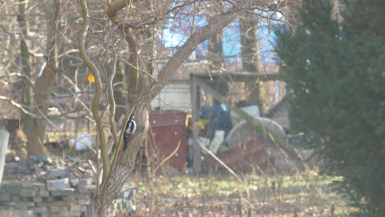 дятел на дереве улетает