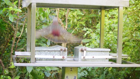 Ein-Kaka-Papagei,-Der-Futter-Aus-Einem-Gewichtsfutterautomat-Holt,-Bevor-Er-Zu-Einem-Nahegelegenen-Baum-Fliegt,-Neuseeland,-Wellington,-Neuseeland