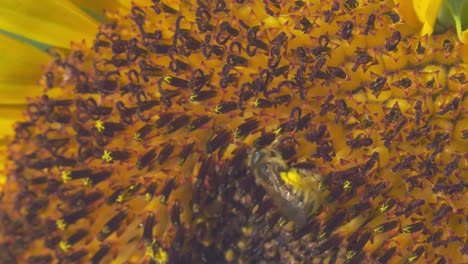 de cerca; abeja recogiendo polen de girasol