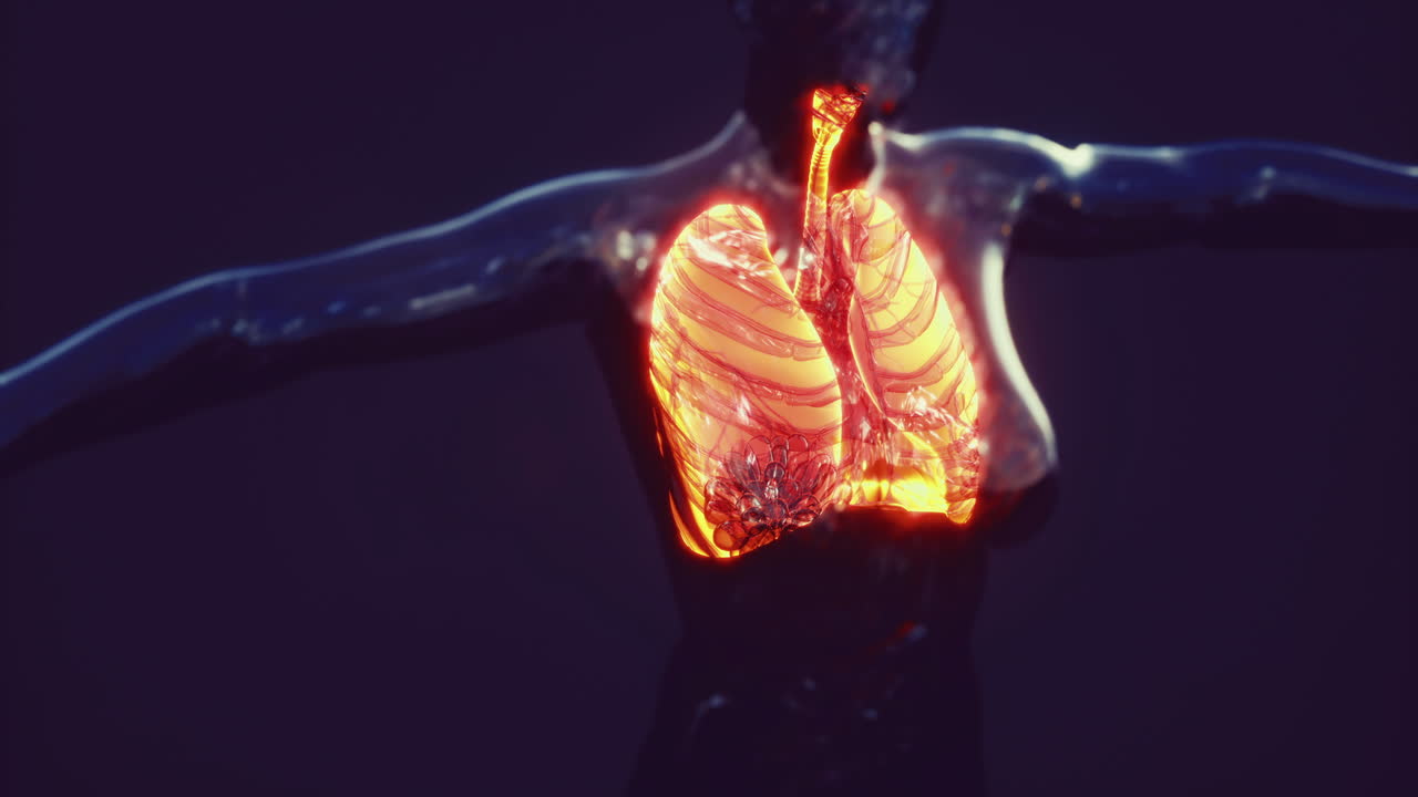 Detailed representation of human lung anatomy for educational purposes