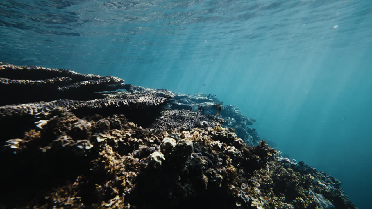 Light shines down on sheets of coral growing on edge of drop off into ocean as fish hide below