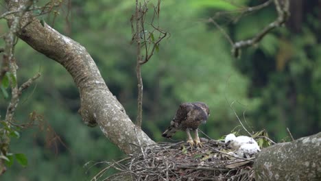 Ein-Javanischer-Habichtsadler-Bewacht-Seine-Jungen-Mit-Weißen-Federn-Im-Nest-In-Einem-Hohen-Baum