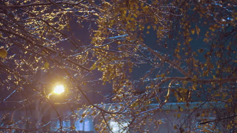 close-up of frost-covered tree branches with ice, softly illuminated by streetlight with building in the background, creating a serene winter scene with dark sky and glowing branches