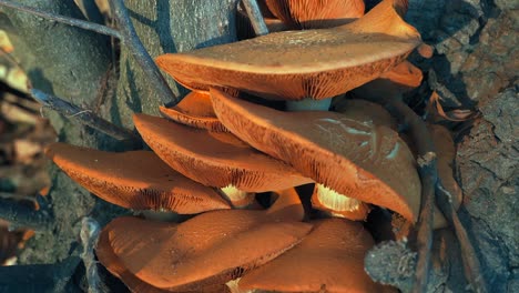 hongos en el bosque al atardecer