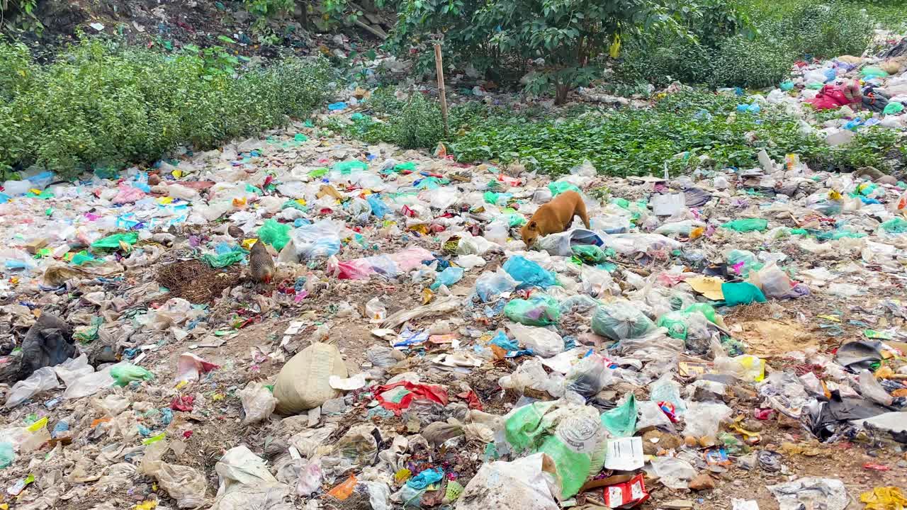 perro registrando a través de un campo lleno de basura, rodeado de desechos plásticos, evocando el impacto de la contaminación