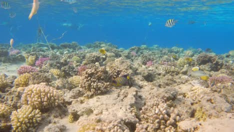 peces exóticos multicolores nadan en un arrecife de coral