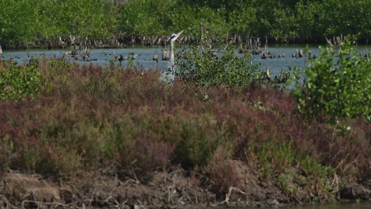 바람이 불고 빛이 나는 날에 덤불 에 숨어서 머리를 내밀어 주위를 둘러보는 것을 볼 수 있는 회색 헤이론 (ardea cinerea, 태국)