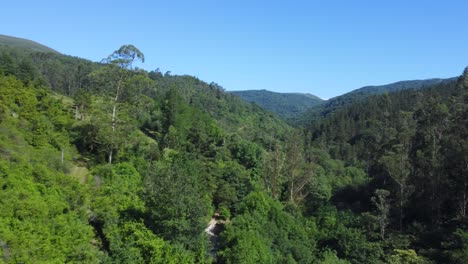 aerial of tall pine tree in a lush green mountain forest on sunny summer day