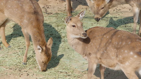 group of sika deer eating hay scattered on ground, slow motion top down view