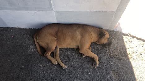 Perro-Callejero-Durmiendo-A-La-Sombra-Durante-El-Sol-De-La-Tarde