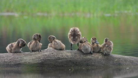 beautiful whistling duck - chicks