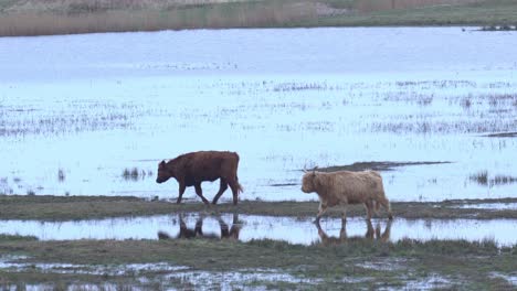 vacas de diferentes colores, montañeses escoceses caminando en pastos de aguas poco profundas cerca del río en un día nublado