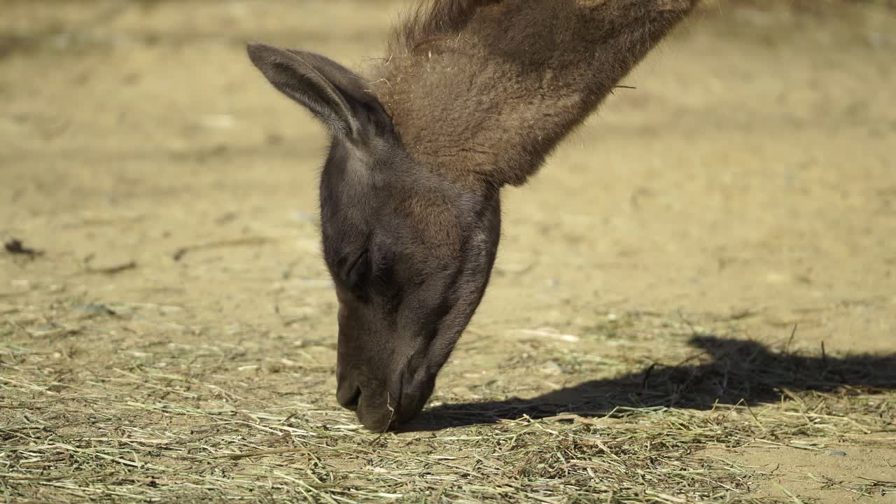 Dark Brown Llama eating off of the ground