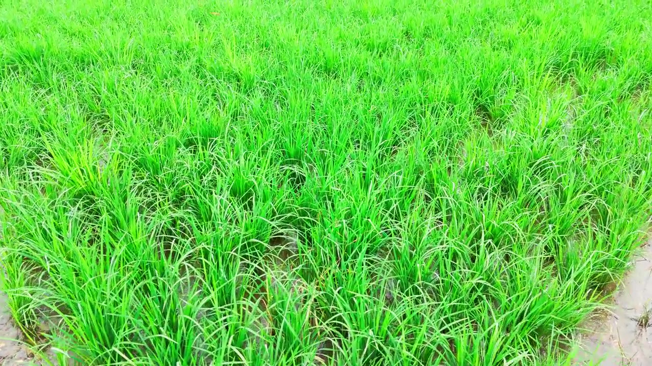 Riprese cinematografiche con drone a bassa angolazione che si muovono fluidamente in avanti su una risaia allagata, rivelando piante di riso di un verde lussureggiante, acqua stagnante, terreno fangoso e campi di riso coltivati