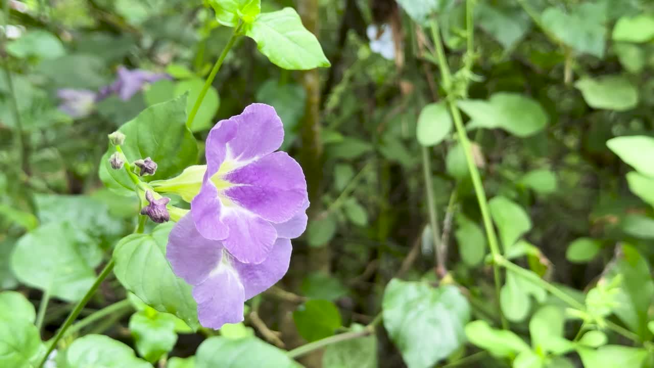 Macro shot of Asystasia gangetica flower, natural daylight, gentle camera pan, vibrant foliage background