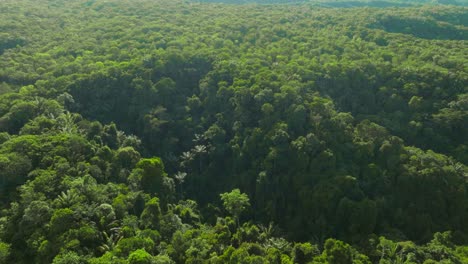 Vista-Del-Dosel-Del-Bosque-Verde-Y-Exuberante-Sobre-Florencia,-Colombia-Durante-El-Día