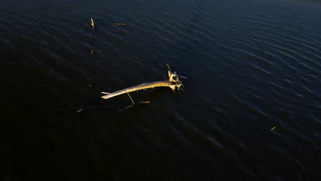 circling around driftwood sitting in the water with sunset glow, vail lake temecula