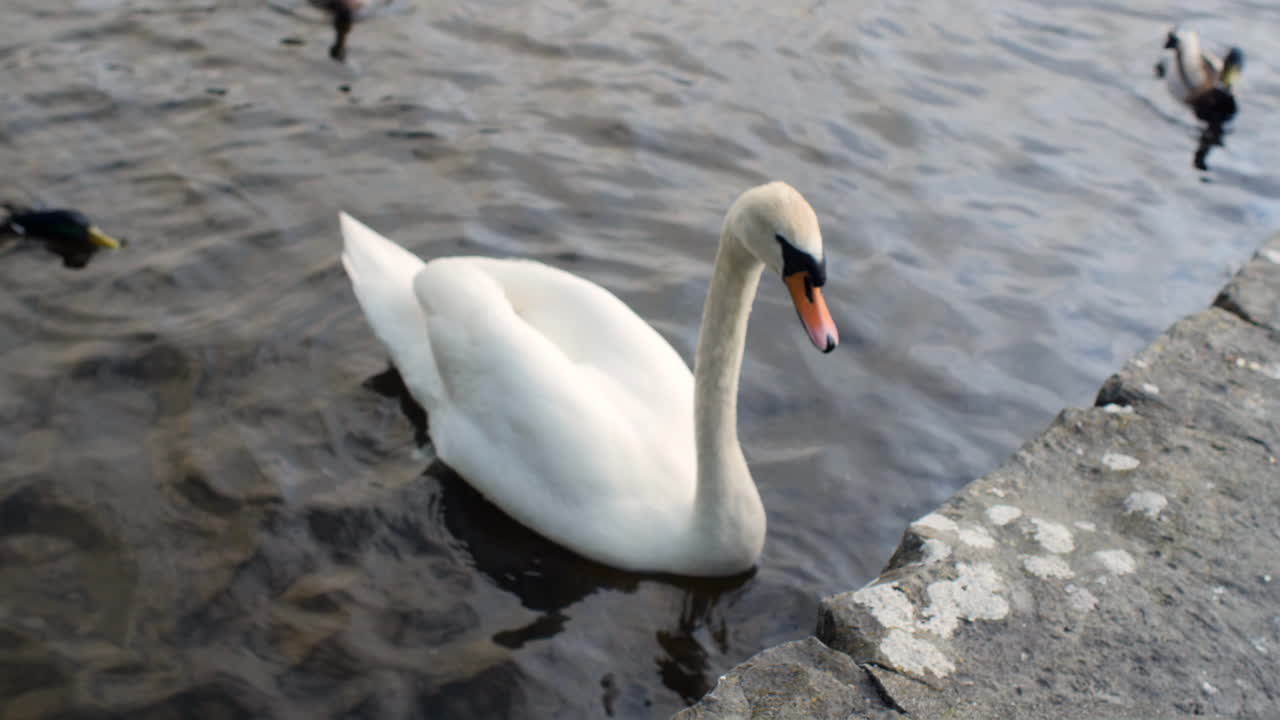 Full body view of swan at canal wall, pan up to woman sitting by ducks