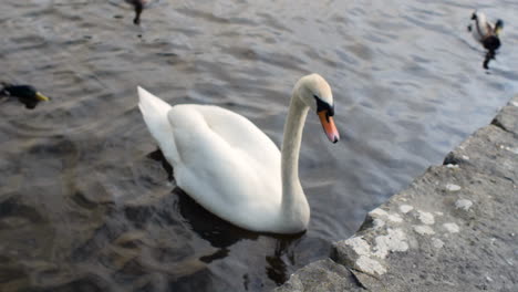 full body view of swan at canal wall, pan up to woman sitting by ducks