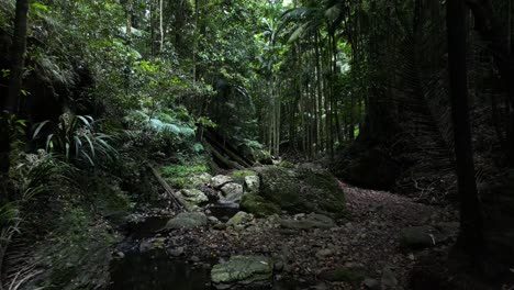 slowly moving down a moss covered tropical stream hidden deep amongst a pristine rainforest mountain range