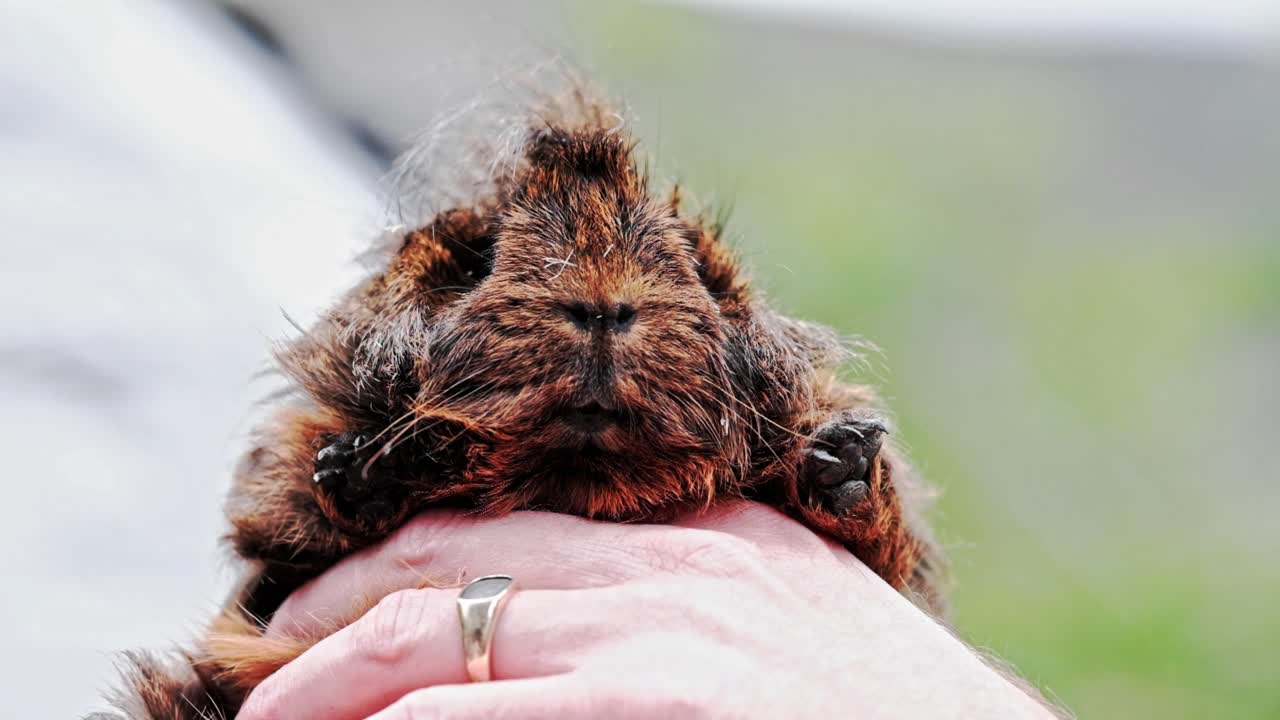 A shaggy, brown guinea pig being held