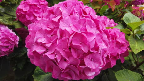 a close up of a single pretty pink hydrangea flower head in an english garden