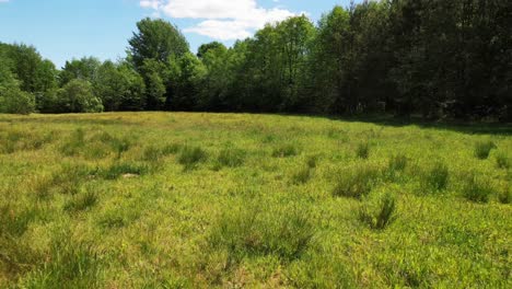 wild nature green field, meadow for animals