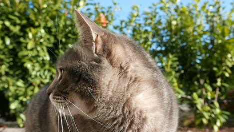 domestic cat in home garden. slow motion.