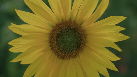 Primer-Plano-Enmarcado-Centrado-De-Un-Girasol-Por-La-Noche,-Incluso-Iluminación-Plana