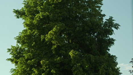 medium shot of the middle part of a tree, static time-lapse shot, clouds moving in the background