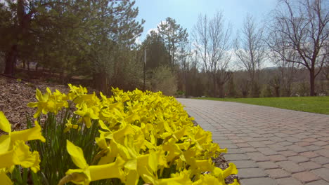 Vista-De-ángulo-Bajo-De-Una-Cama-De-Jardín-De-Narcisos