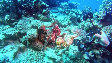 cameraman shooting the undersea creature