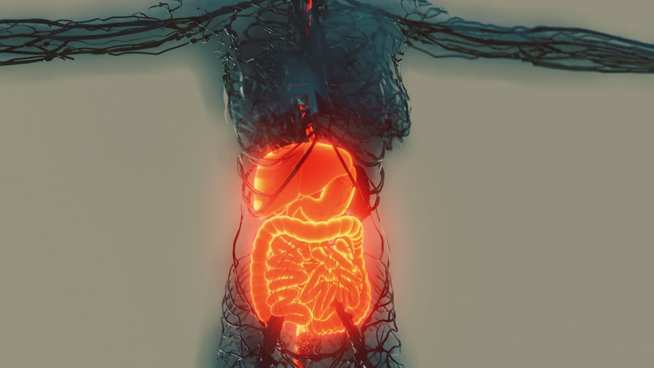 Detailed overview of the human digestive system with highlighted anatomy