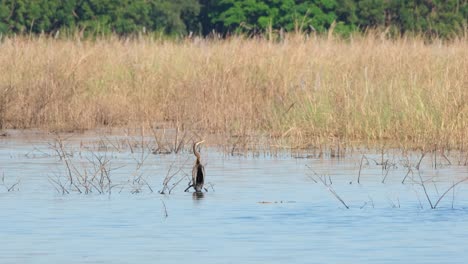 An-Oriental-Darter-also-known-as-snakebird,-Anhinga,-is-bobbing-its-head-with-its-elongated-neck-while-waiting-for-a-fish-to-catch