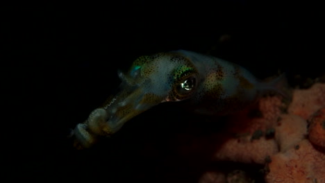 night diving with tiny squid