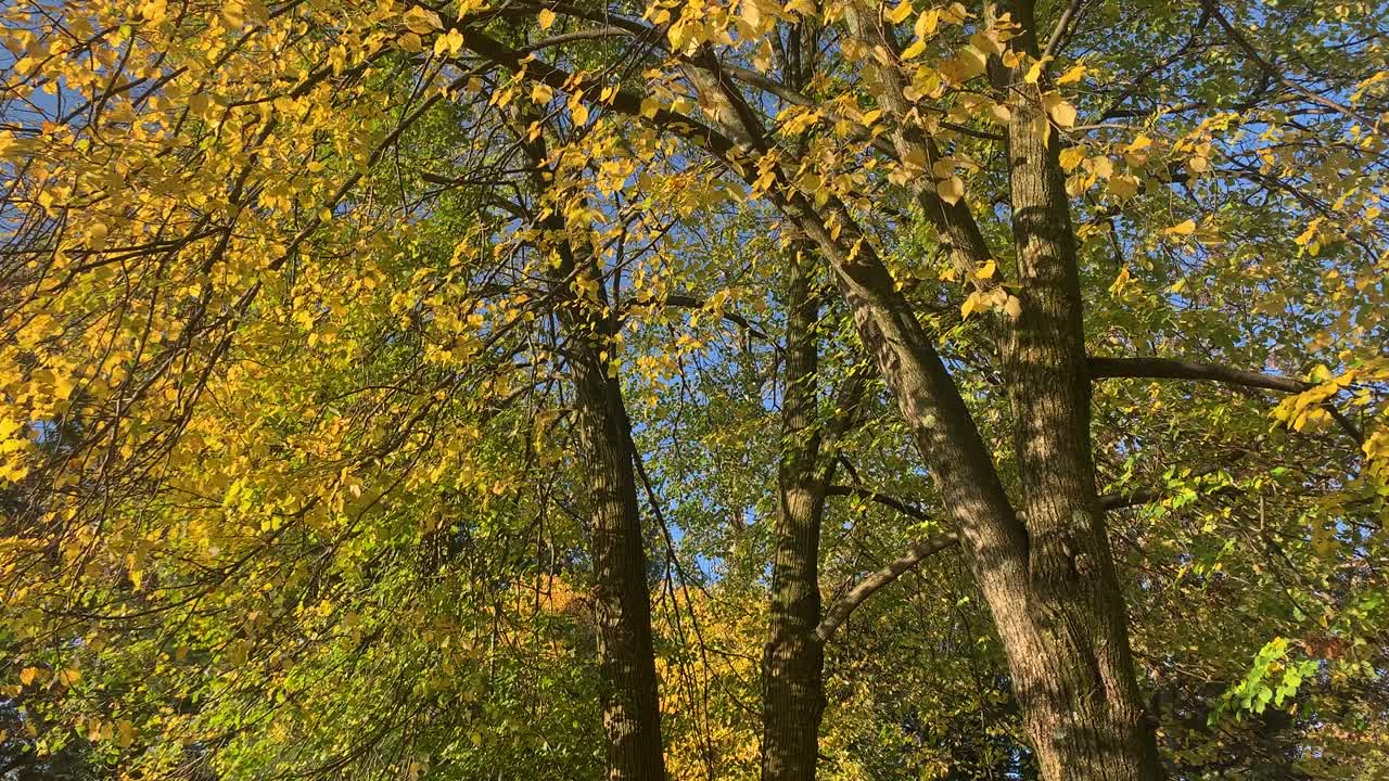 árboles de otoño soplando en una brisa