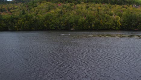 Río-Androscoggin-Que-Fluye-Suavemente-Junto-Al-Bosque-De-árboles-Con-Hojas-Cambiantes