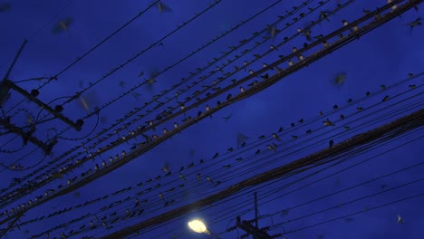 close up view of power lines covered with birds at night, nan province, thailand