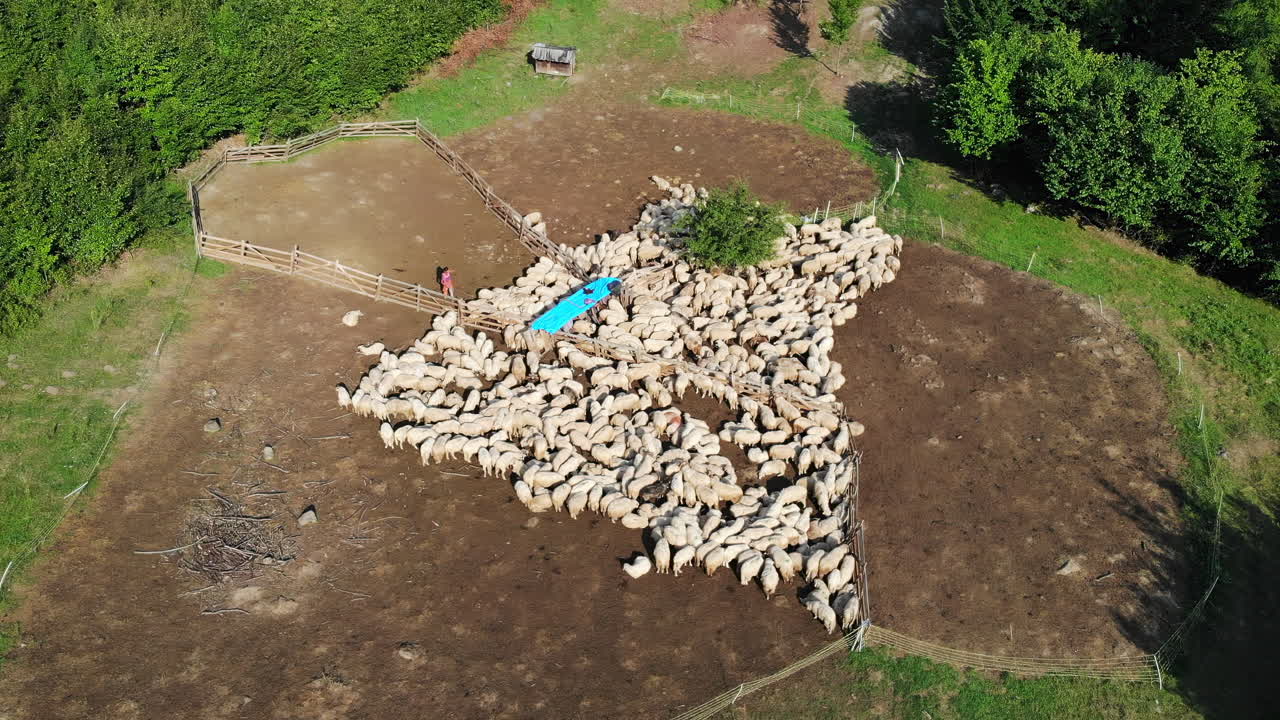 A large flock of sheep congregates around a green tree in an open field. The sun shines down on them, and the landscape features scattered trees and a rustic fence