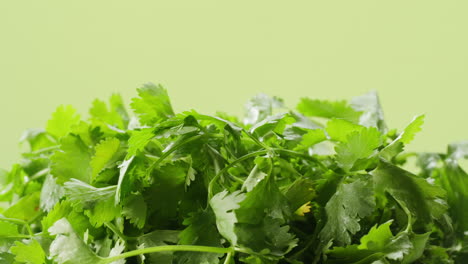 fresh coriander