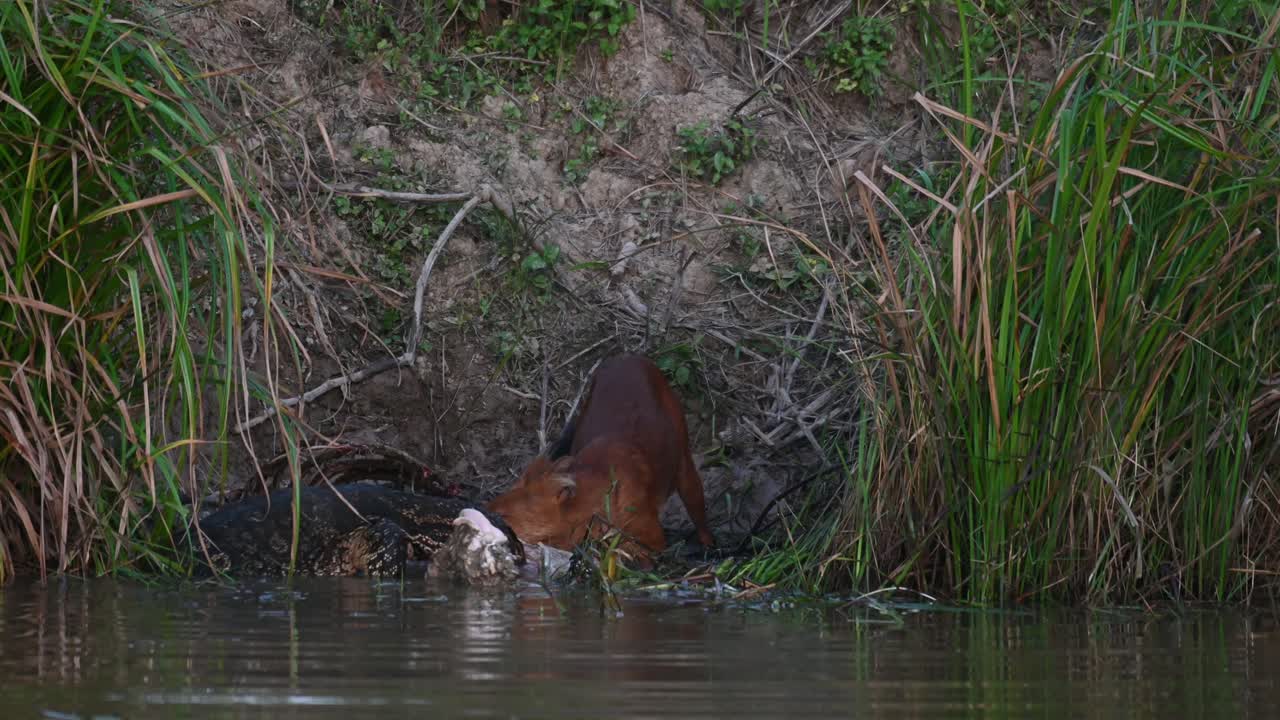 cabeza enterrada profundamente en el cadáver de un ciervo sambar mientras un lagarto monitor asiático se atreve a compartir la comida, dhole cuon alpinus, parque nacional khao yai, tailandia