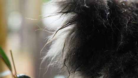 slow motion shot of a koala grasping a branch in its hands and chewing it