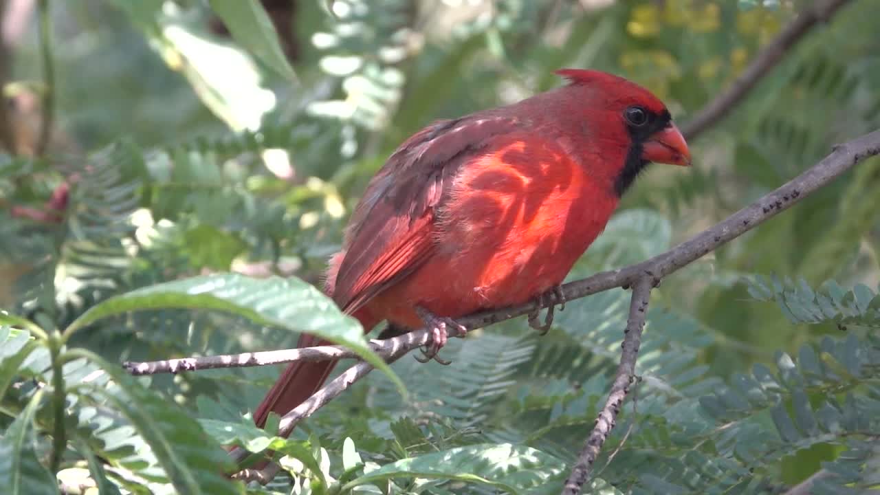 cerca de un pájaro cardenal sentado en una rama en un bosque