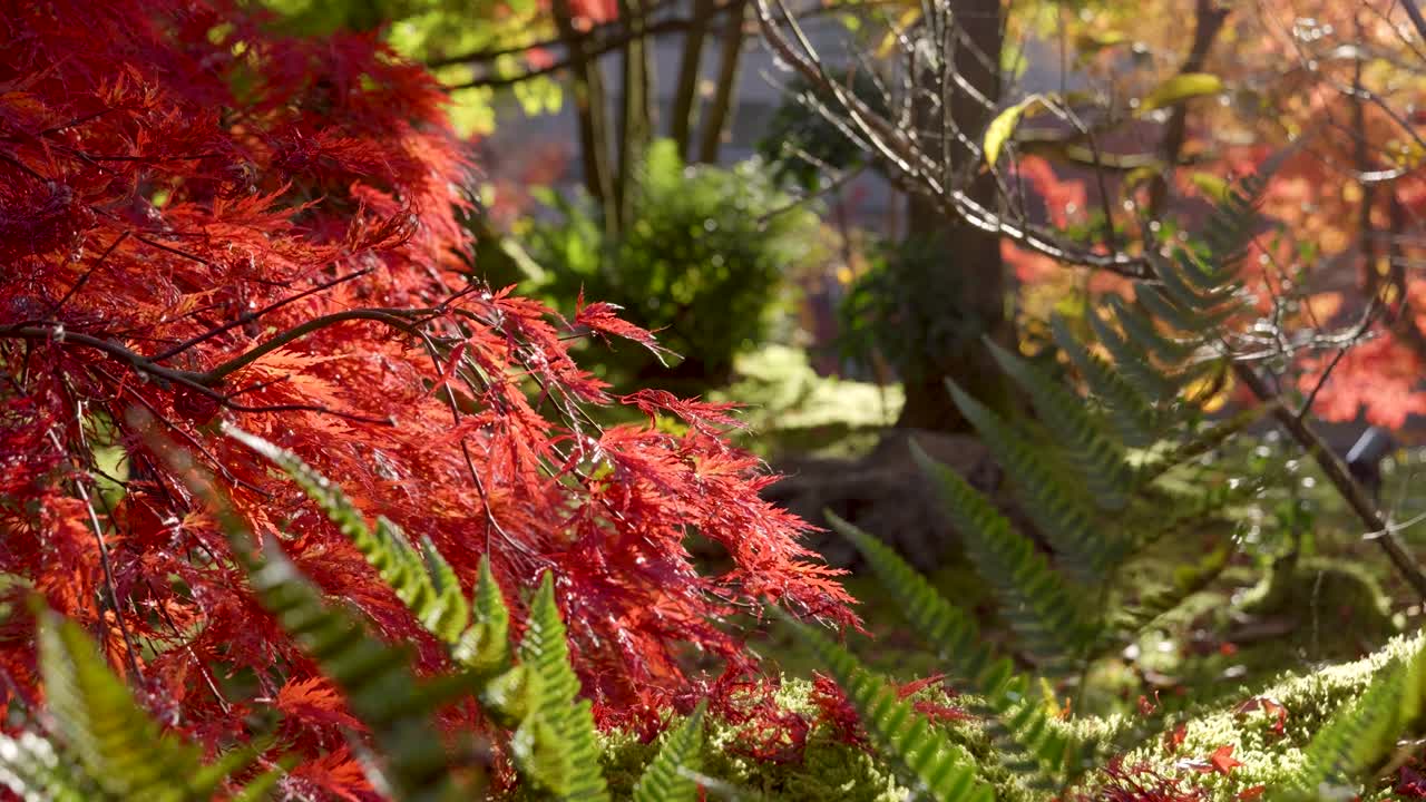 Stunning cinematic slider over vibrant autumn colors with sunflare